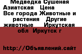 Медведка Сушеная Азиатская › Цена ­ 1 400 - Все города Животные и растения » Другие животные   . Иркутская обл.,Иркутск г.